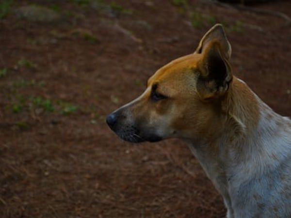 カンボジアでは毎年800人が狂犬病で死亡! 狂犬病ってなに? カンボジアで対処すべきこと